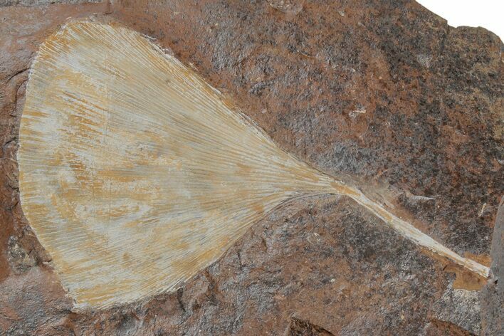 Fossil Ginkgo Leaf From North Dakota - Paleocene #215511